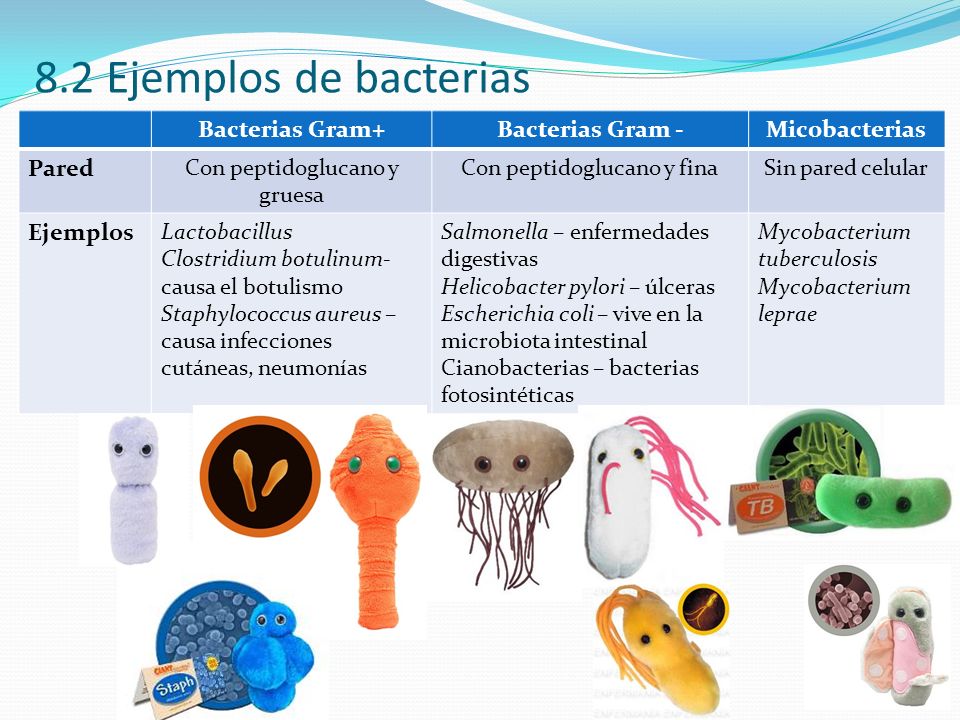 bacterias ejemplos bacterias ejemplos